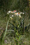 Pine barren whitetop aster